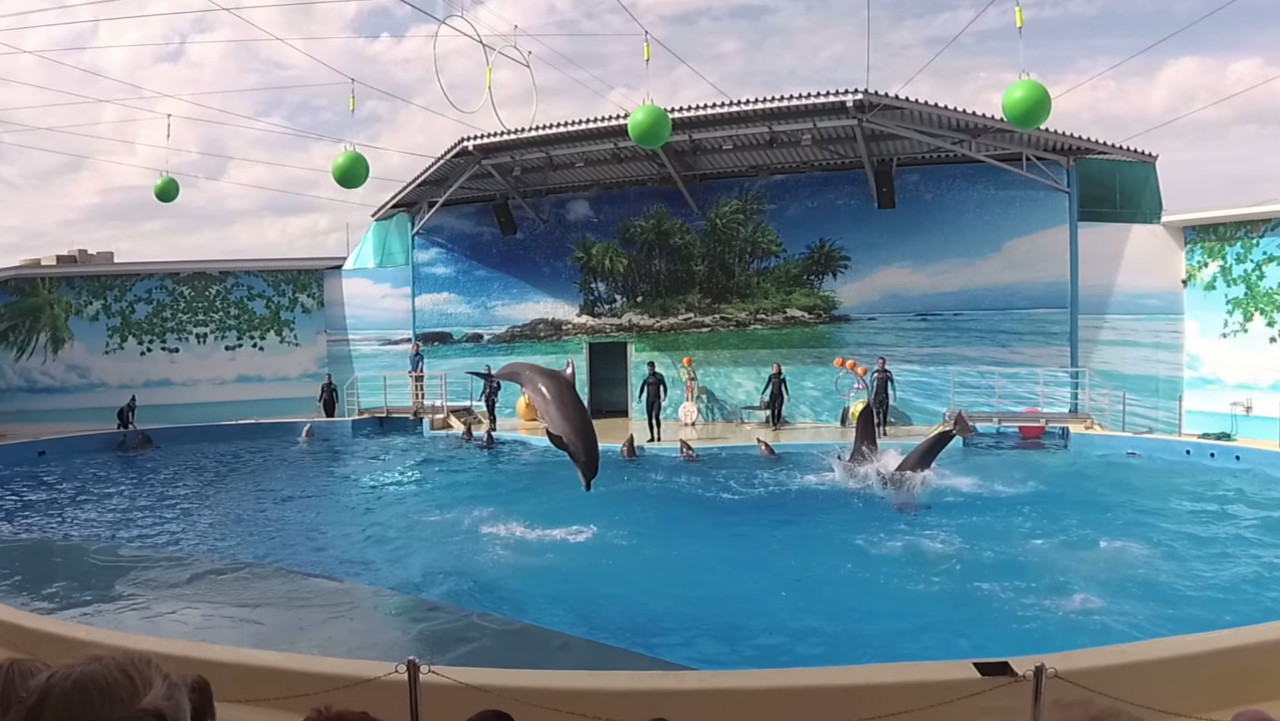 Дельфины самые наглые животные