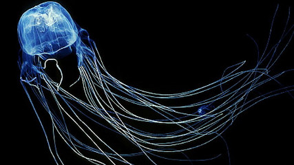 Самая ядовитая медуза в мире (Chironex fleckeri)