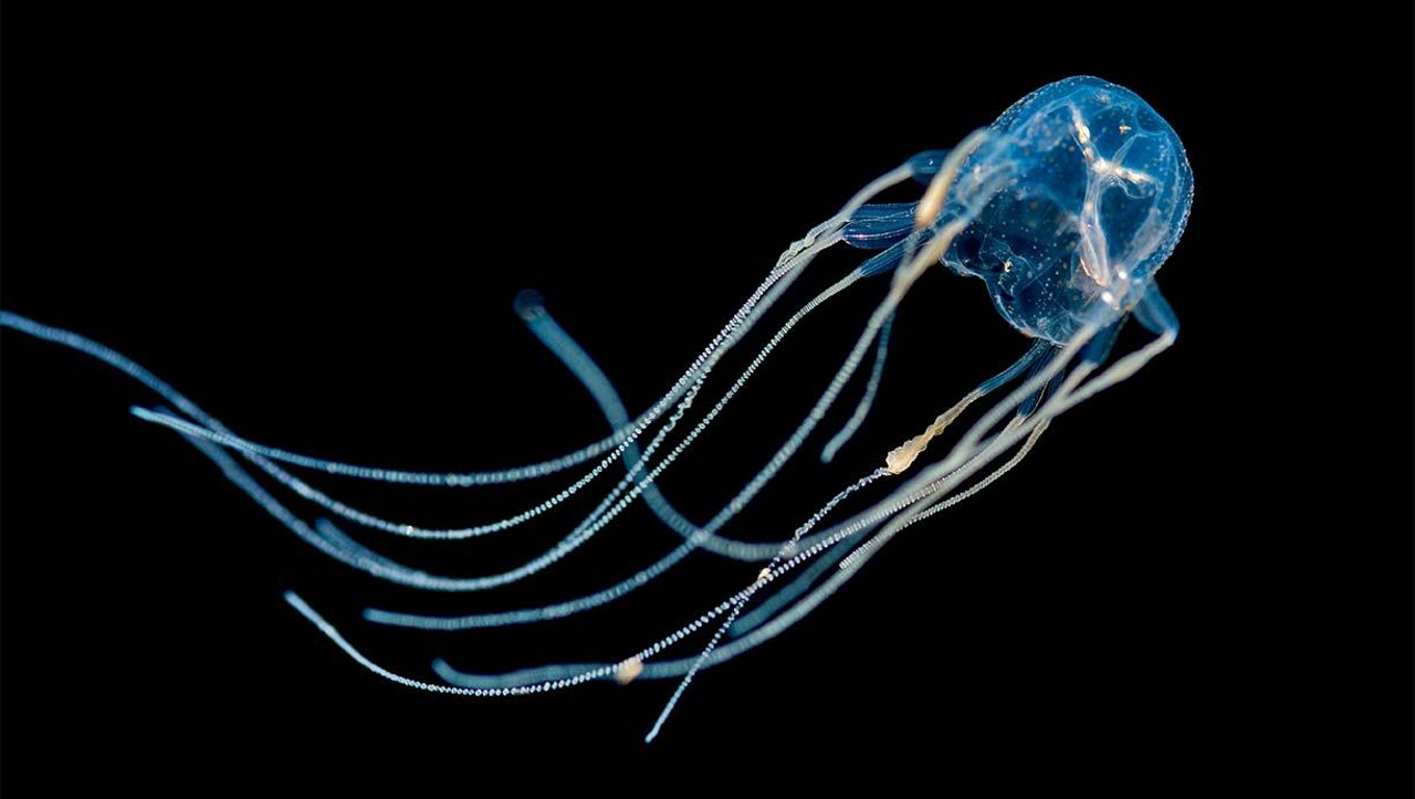 Самая ядовитая медуза в мире (Chironex fleckeri)