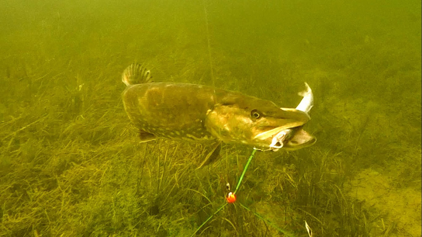 Щука атакует