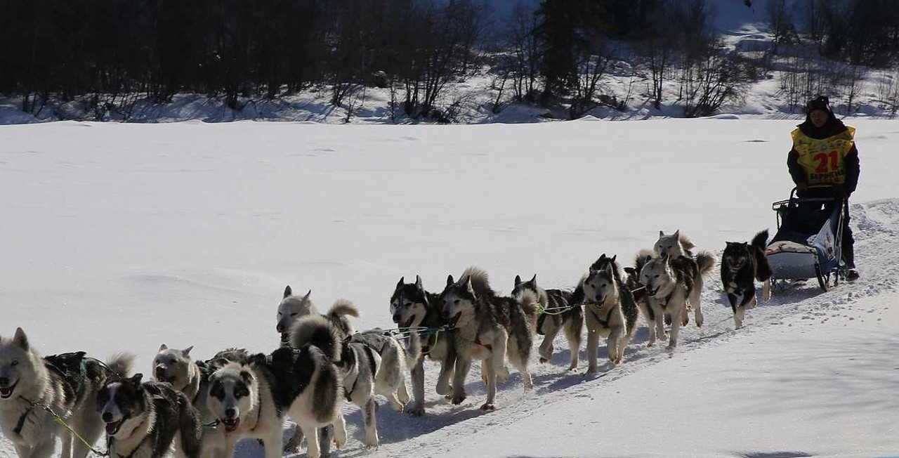 Берингия - Гонка на собачьих упряжках