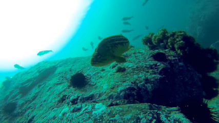 Желтый морской окунь / Threestripe rockfish