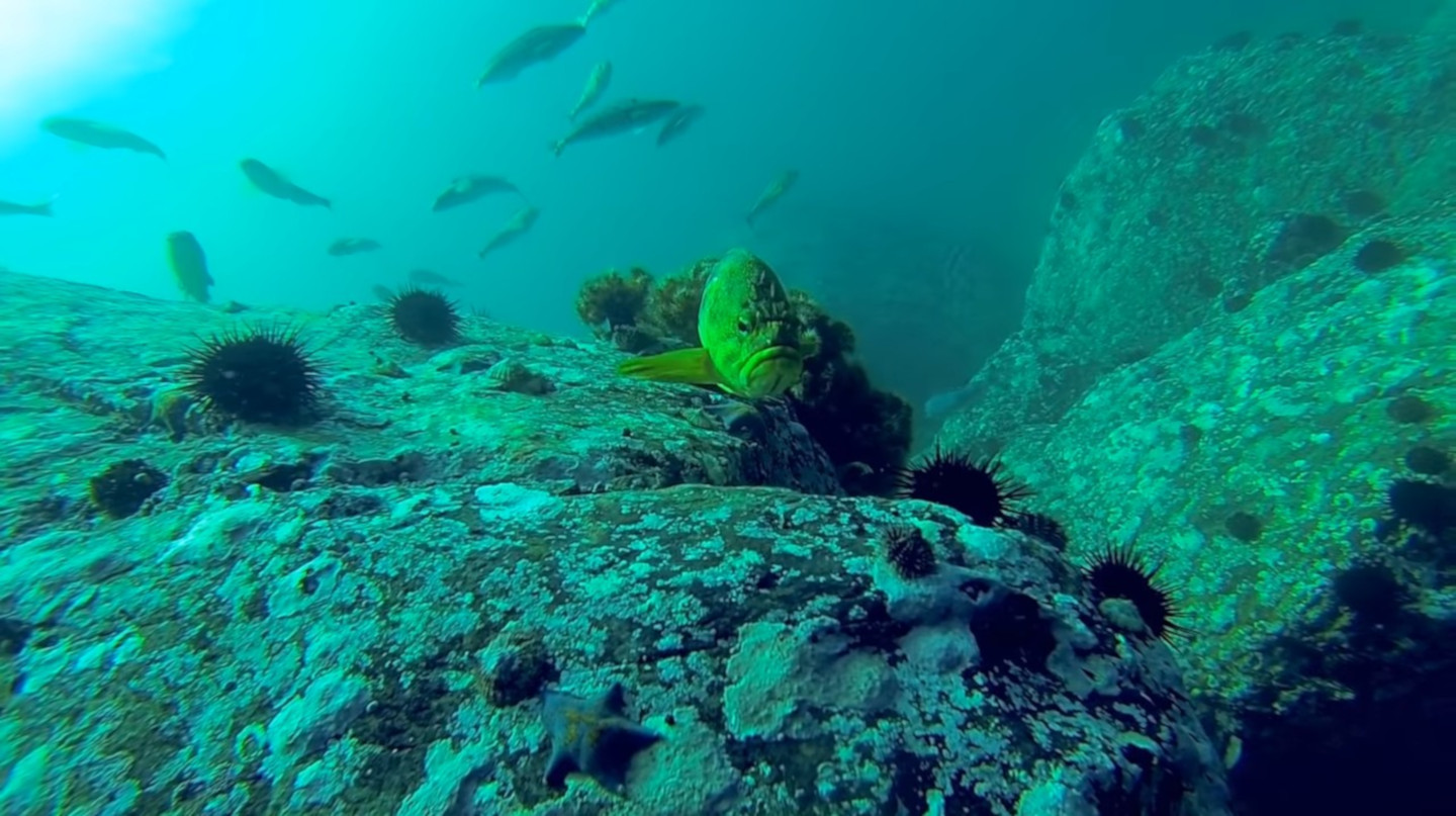 Желтый морской окунь / Threestripe rockfish