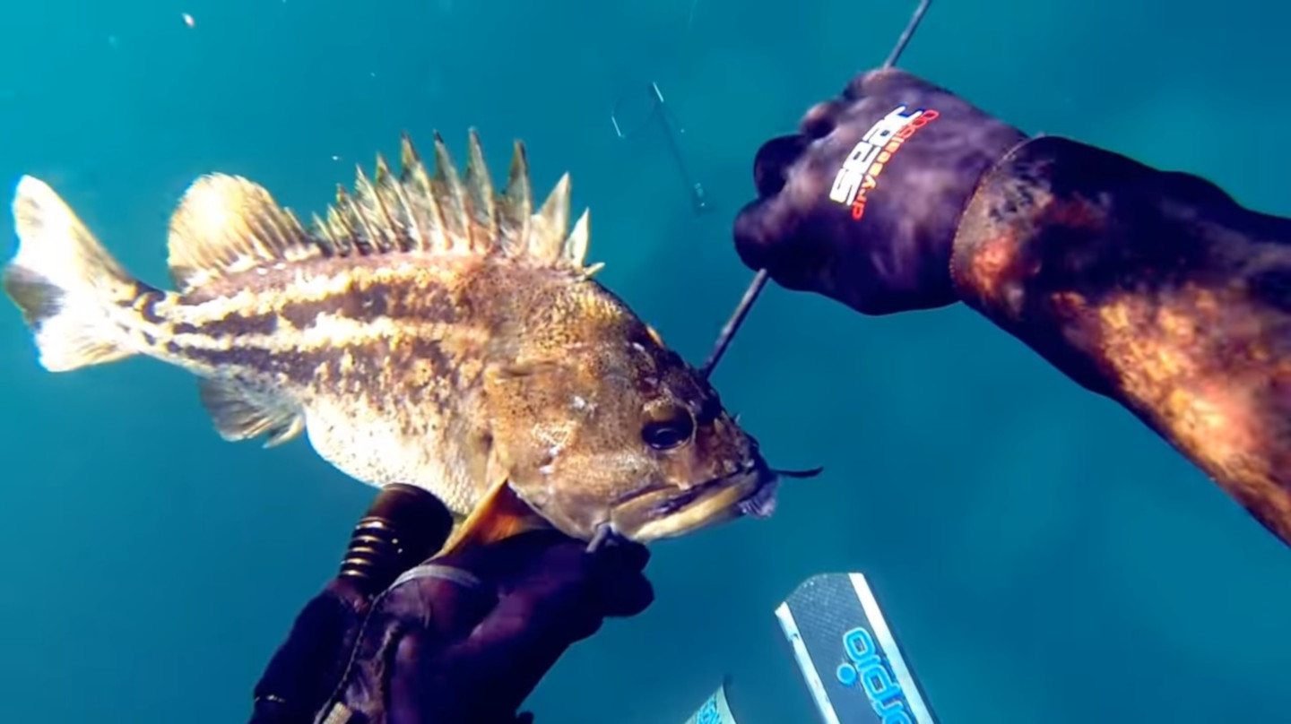 Желтый морской окунь / Threestripe rockfish