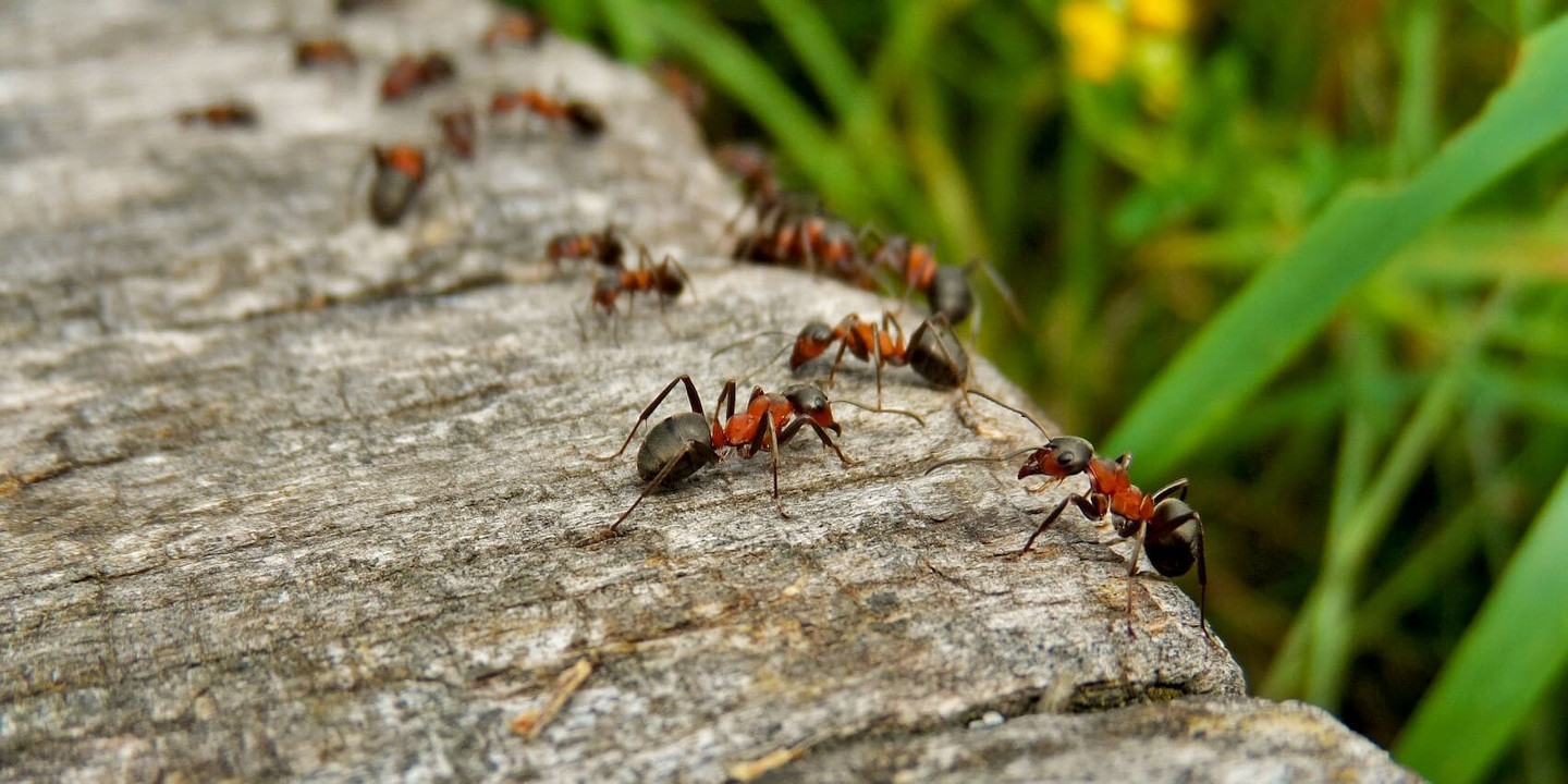 Муравей и муравейник