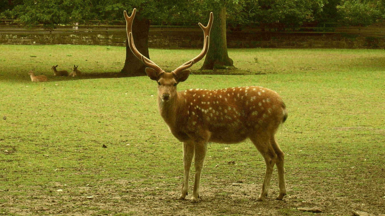 пятнистый олень или японский олень