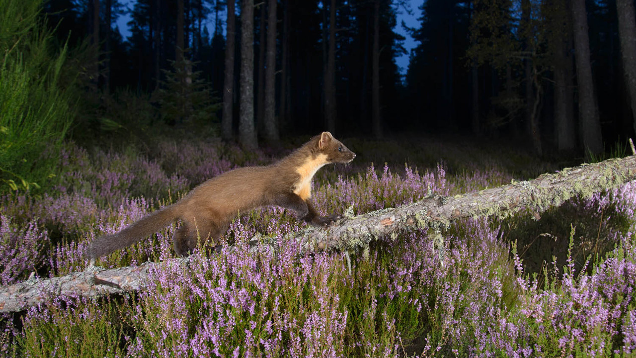 Как выбрать фотоловушку