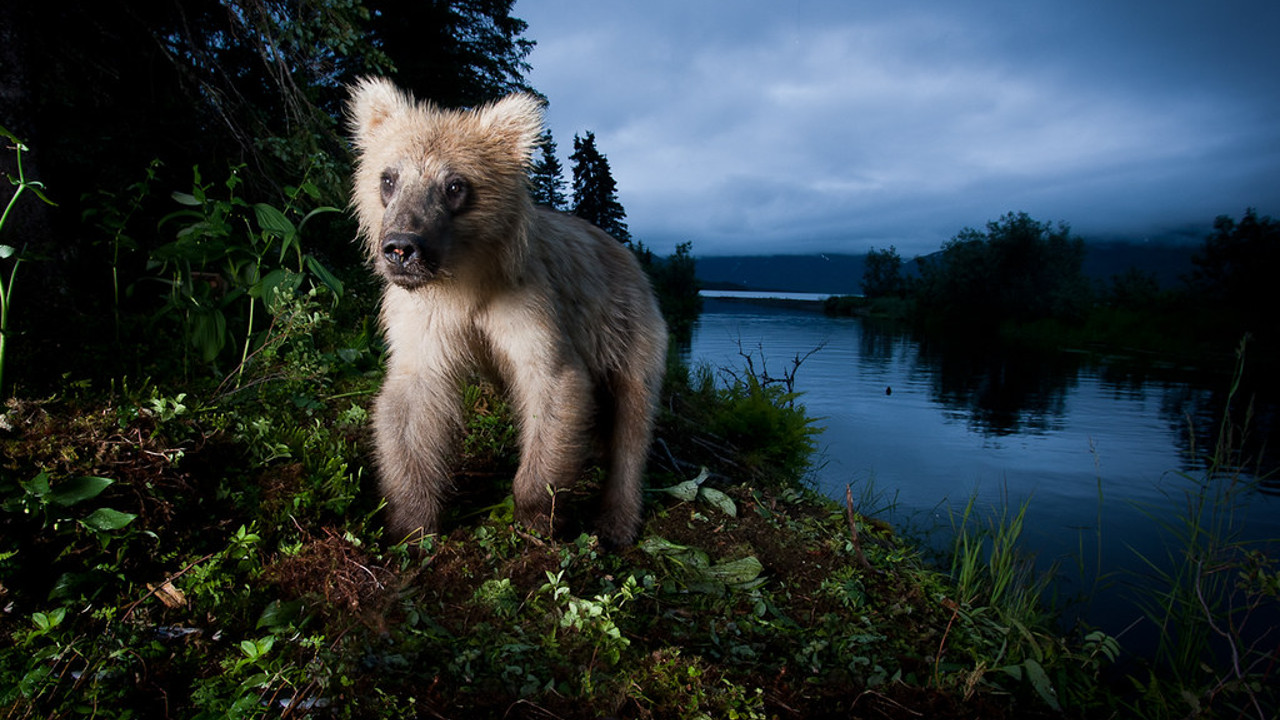 Как выбрать фотоловушку
