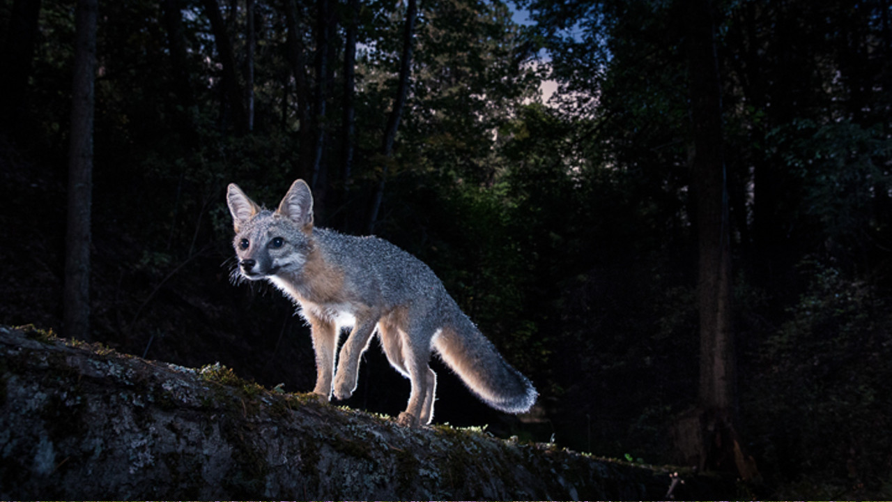 Как выбрать фотоловушку