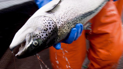 На Дальнем Востоке лосось продолжает дешеветь