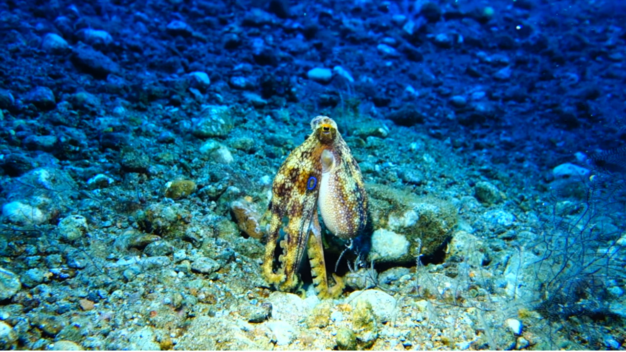 Дайвинг на Филиппинах