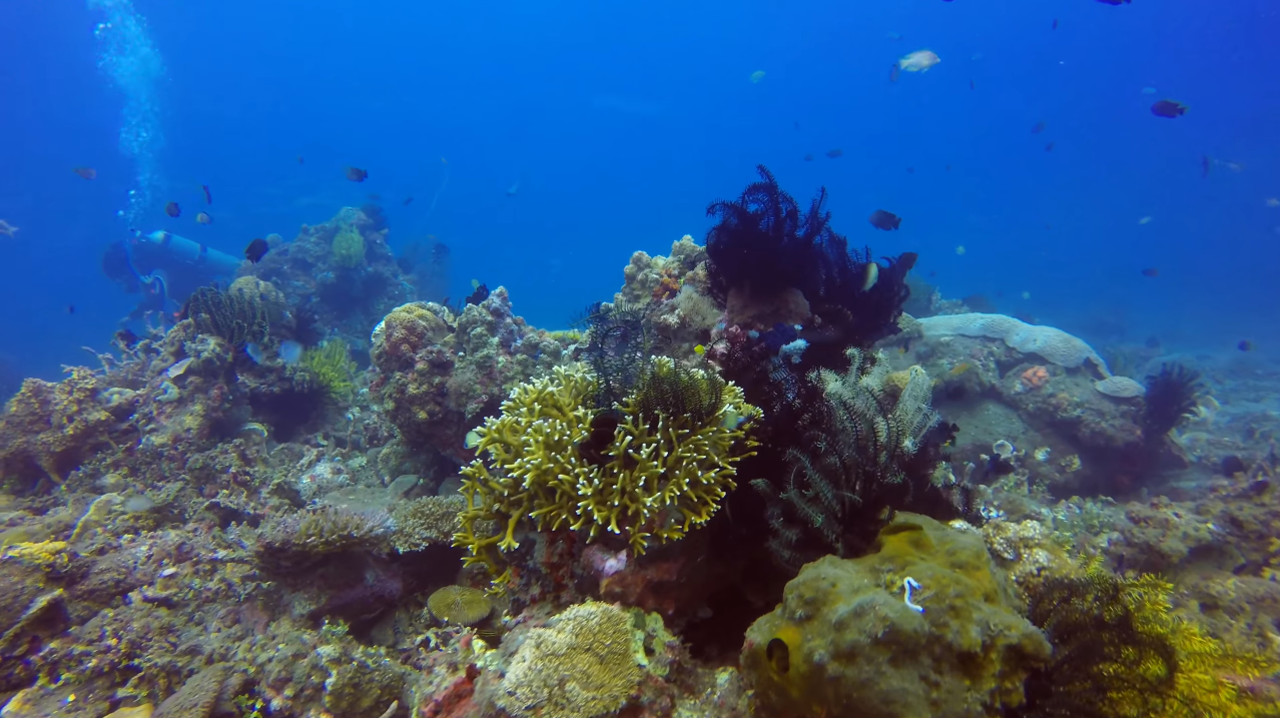 Дайвинг на Филиппинах