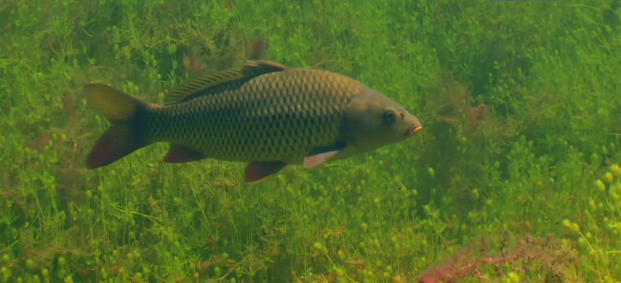 Подводная охота – браконьерство?