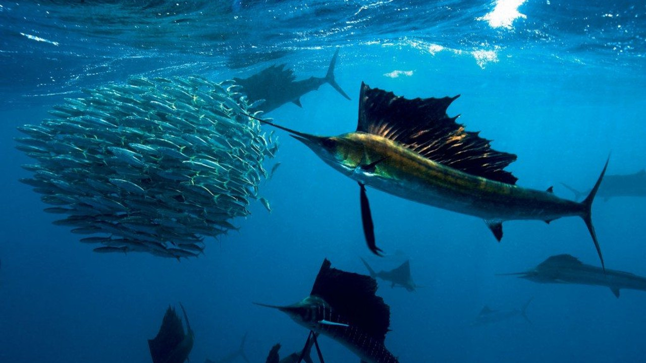 Рыбалка в Бразилии