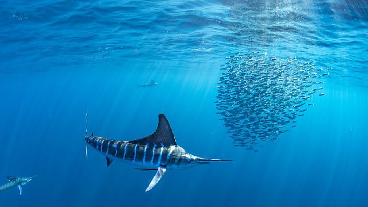 Рыбалка в Бразилии