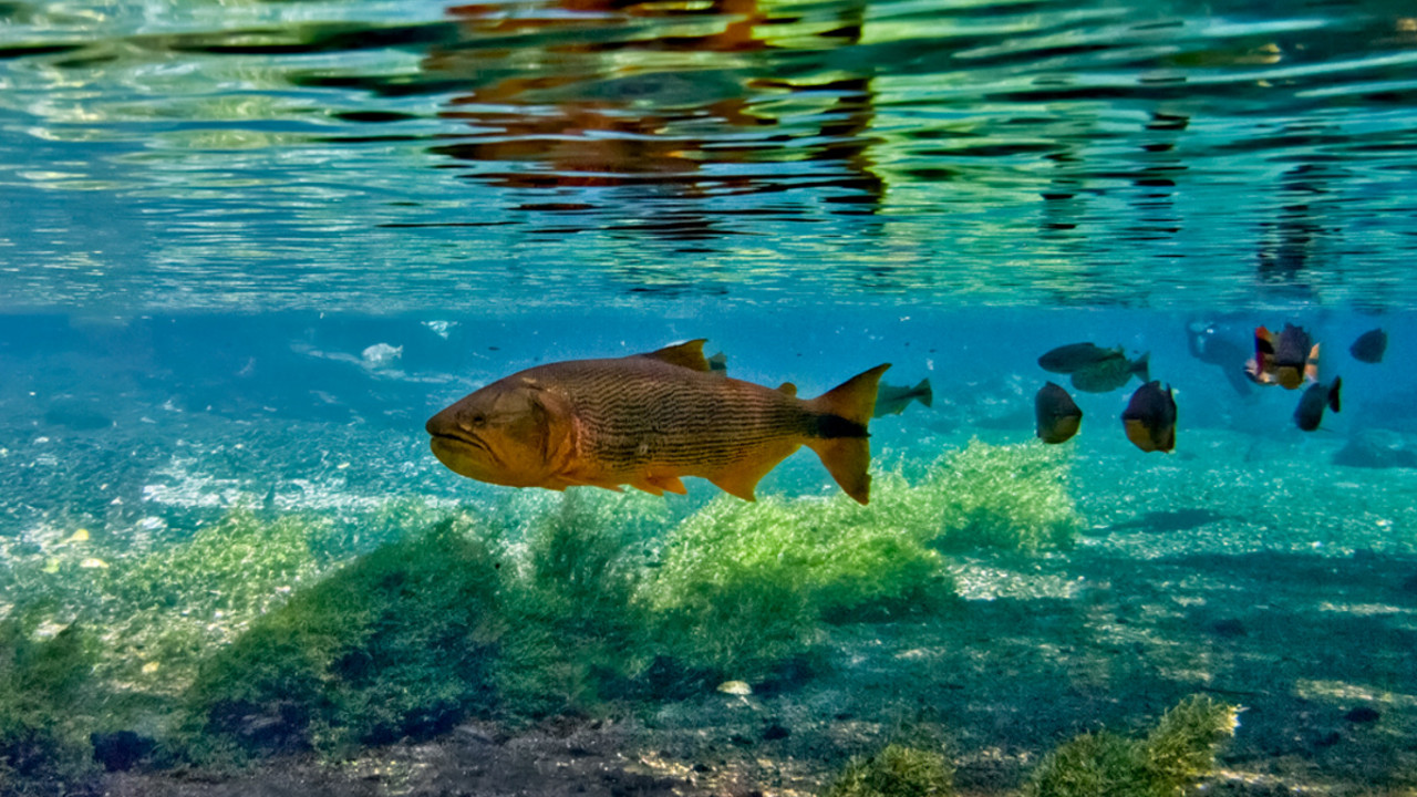 Рыбалка в Бразилии