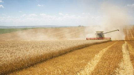 Топ страны - производители пшеницы (1960 по 2019)