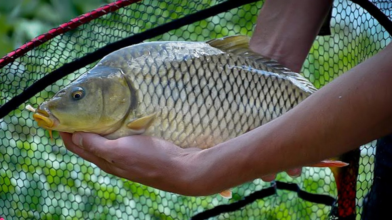 Беларусь: Проект указа "О рыбалке"